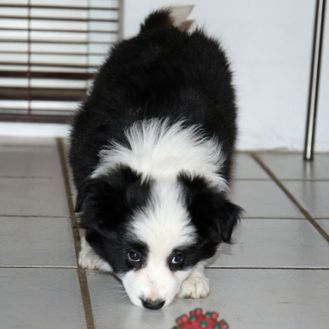 Border Collie 04_12_2024-2869
