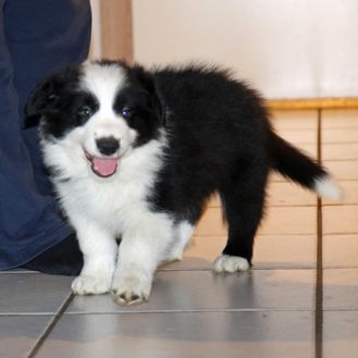 Border Collie 04_12_2024-2879