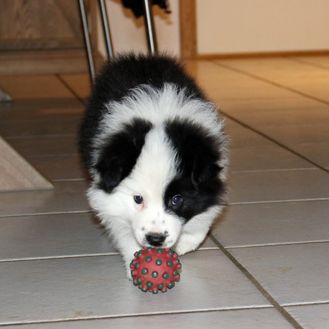 Border Collie 04_12_2024-2889