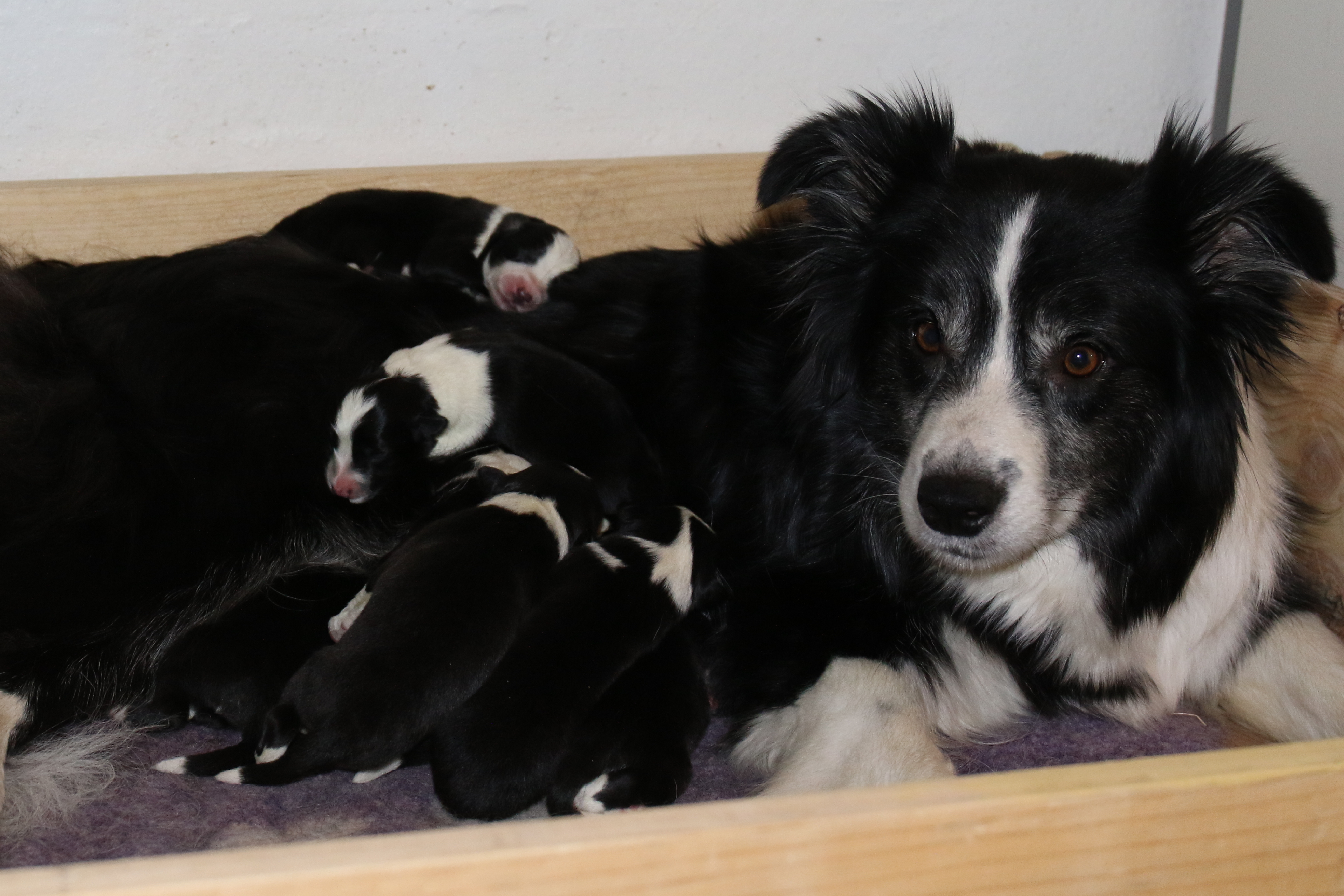 Border Collie 05_02_2026-13