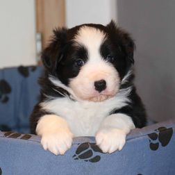 rBorder Collie 10-02-2020 (21)