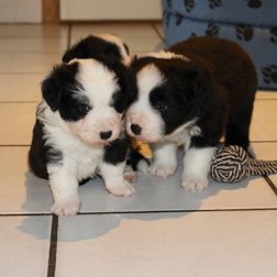 rBorder Collie 10-02-2020 (28)