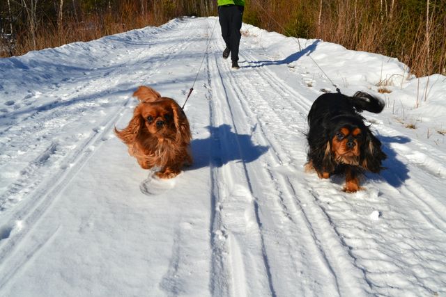 Jack och Wille springer i skoterspåret med husse en solig vårvinterdag 2014.