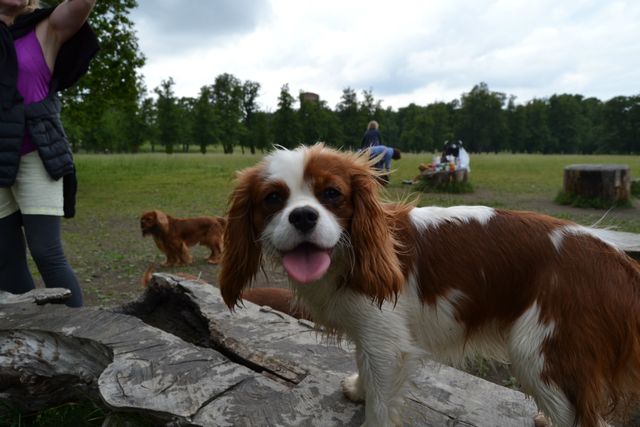 Serena på Drottningholms hundöar.