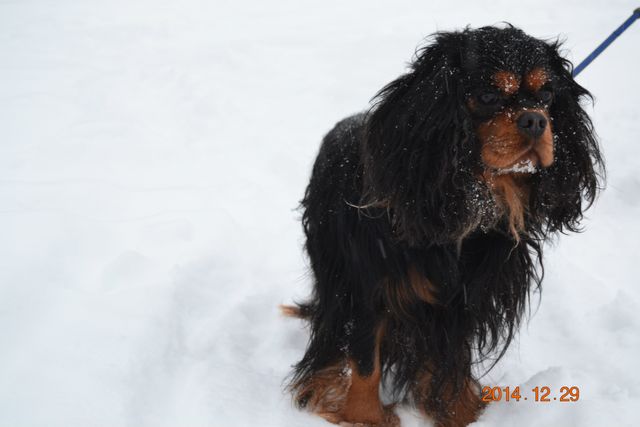 Wille på Mosjön 29 december 2014