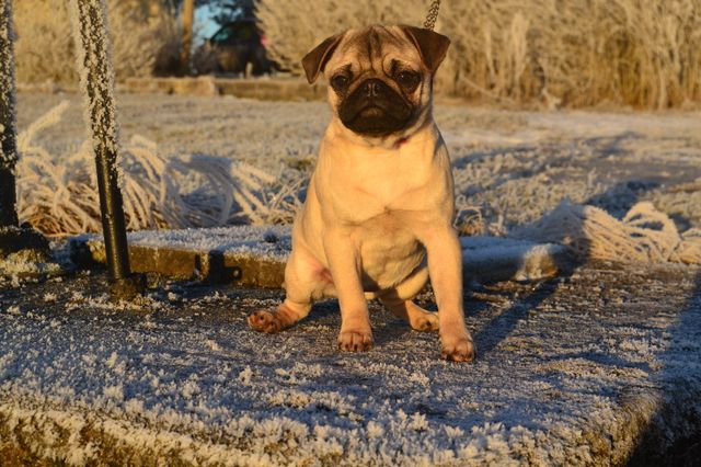 Elza 6 månader 28 dec 2015