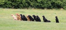 Alle hunde uden førere