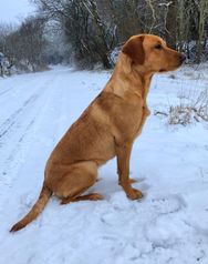 Lab Dams Eika