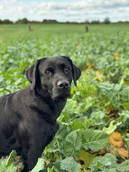 18. oktober 2025 18. oktober 2025