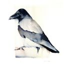 Kråka 2 40x30