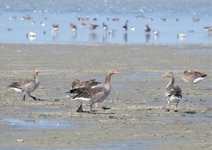 Grauwe ganzen op het Wad bij Zwarte Haan