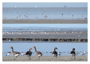 Vogelrijk wad van Zwarte Haan