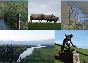 Zwarte Haan