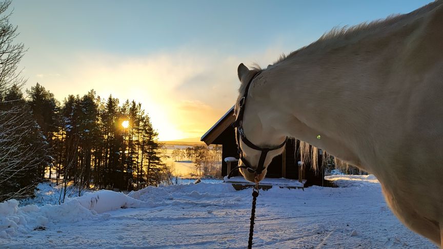 Hubbe mot solen