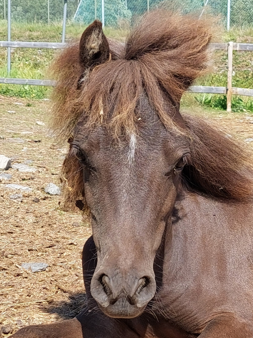Mini Buck