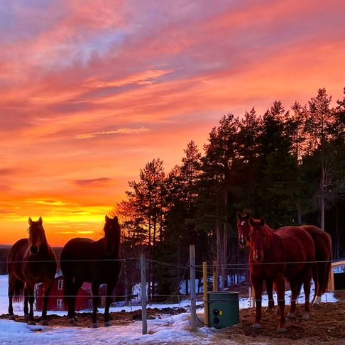 Solnedgång över hästar