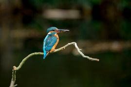 DSC03256
