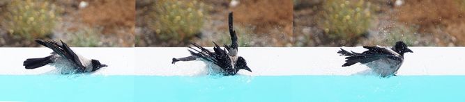 DSC05874-3p