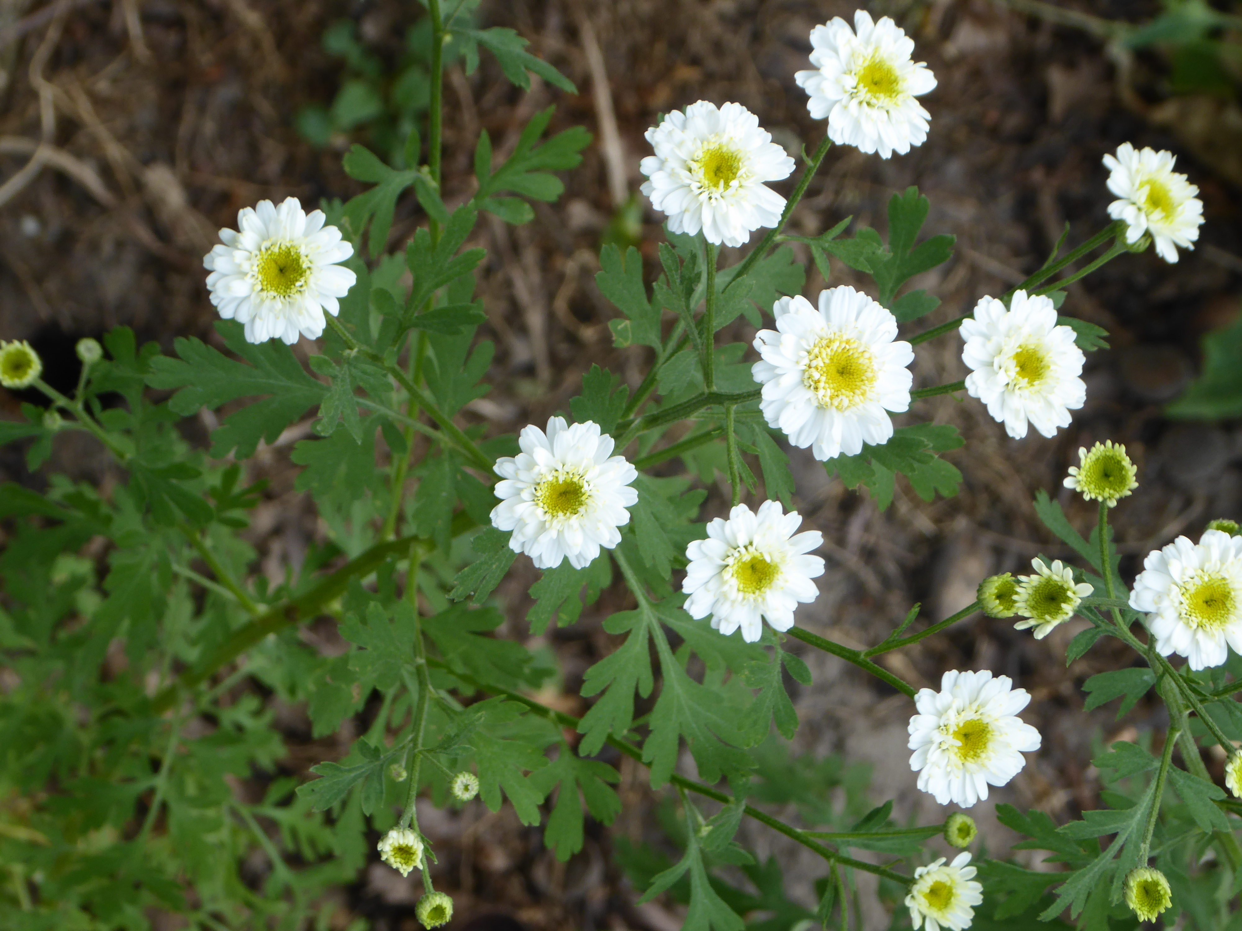 P1180021