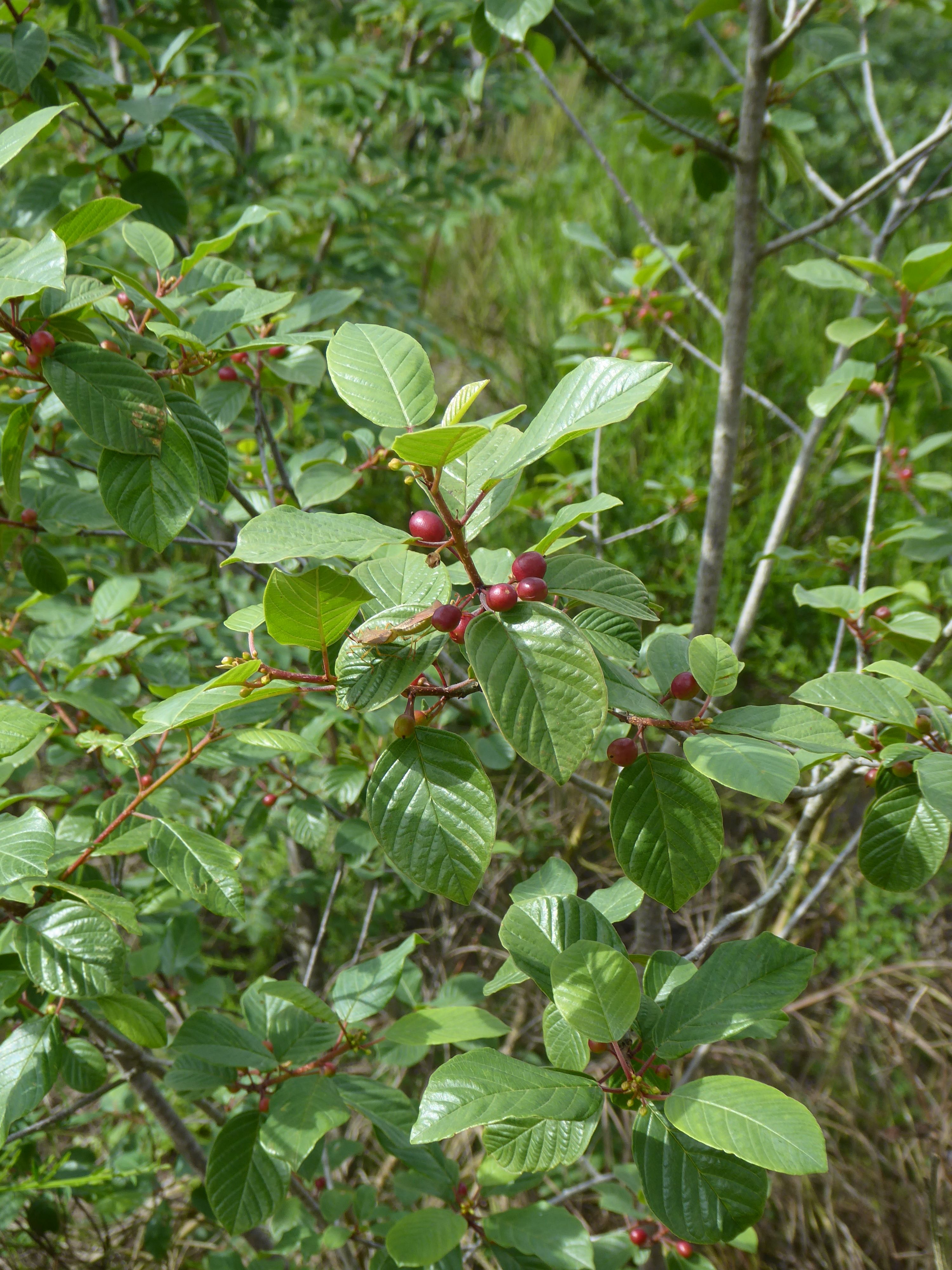 P1180048