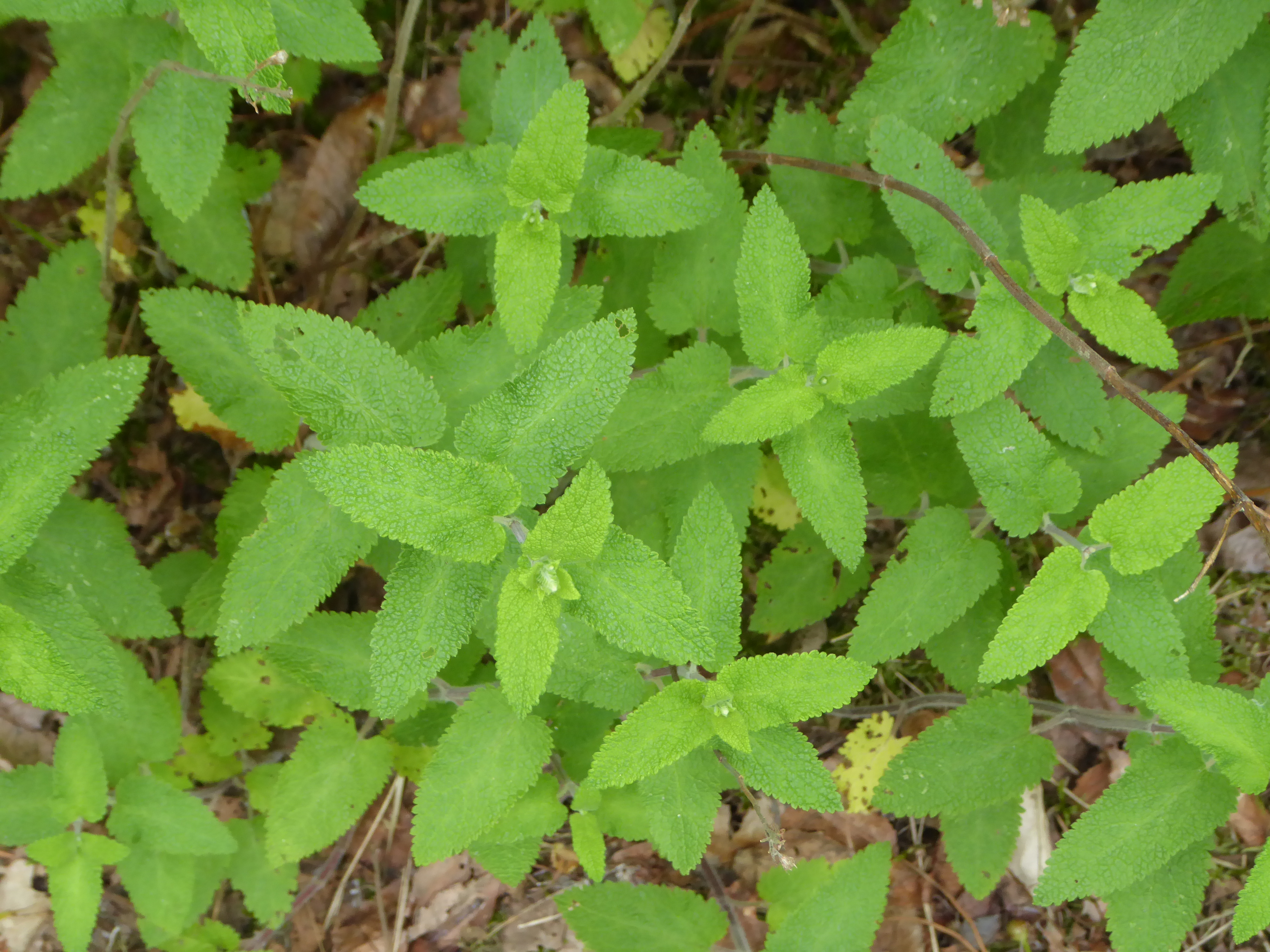 P1180117