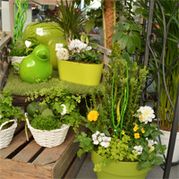 plante