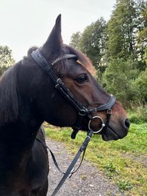 Blackie