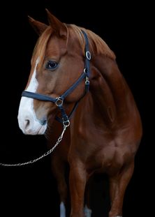 Pontus