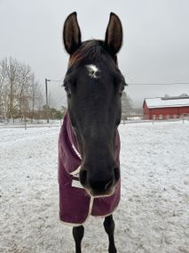 Vilde