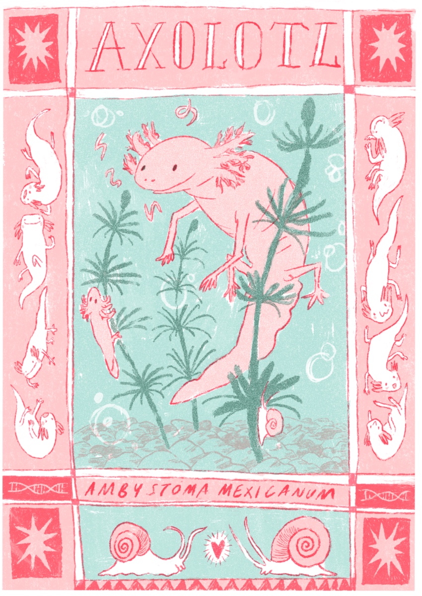 Axolotl (speculative editorial illustration, 2023)