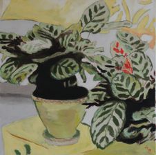 Calathea