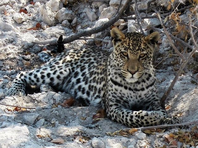 Panthère au parc d'ETOSHA, rencontre en bord de piste ! Il pose tel une star