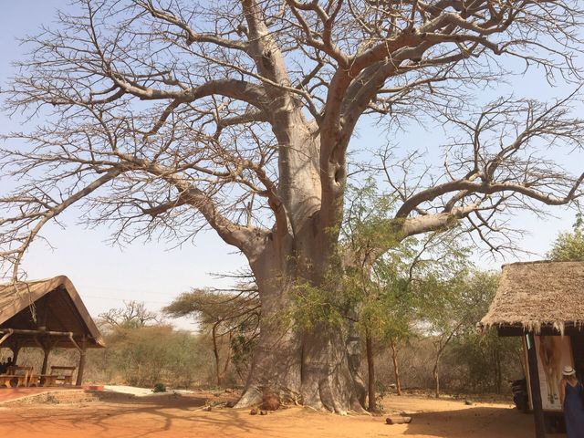 LES BAOBABS DU SÉNÉGAL 