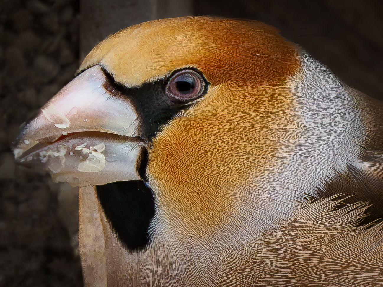 Appelvink  