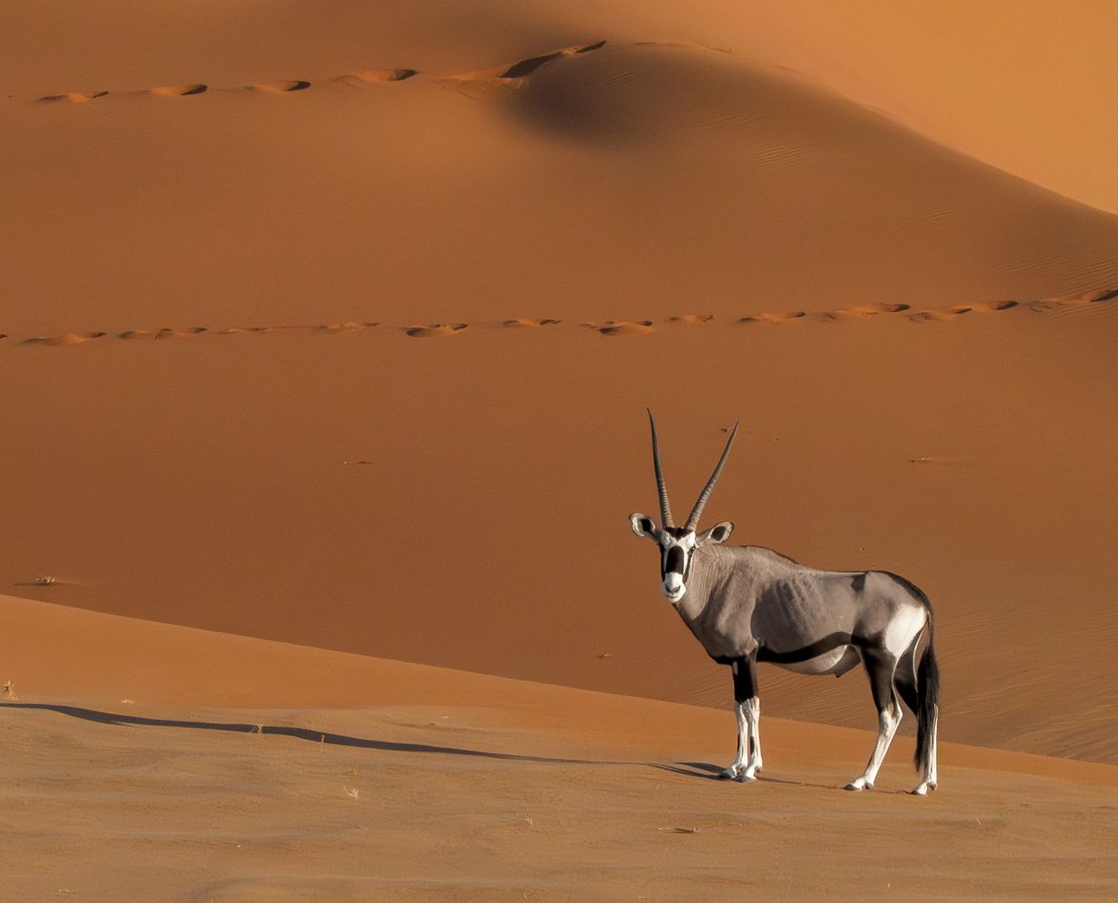 Orynx Namib Park