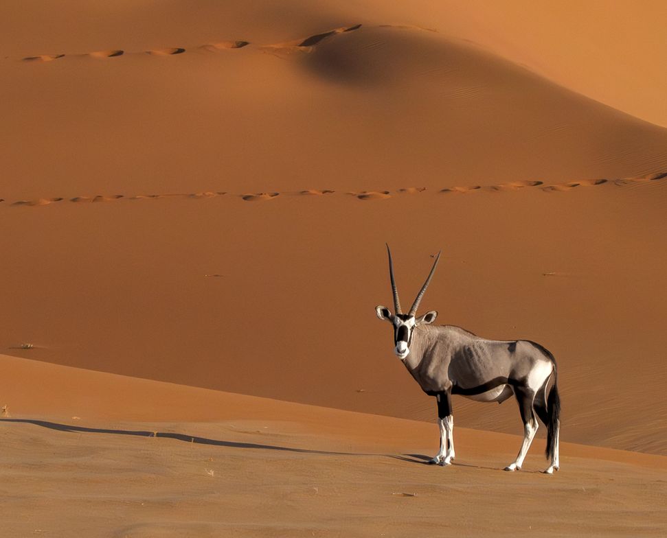 Oryx rode duin