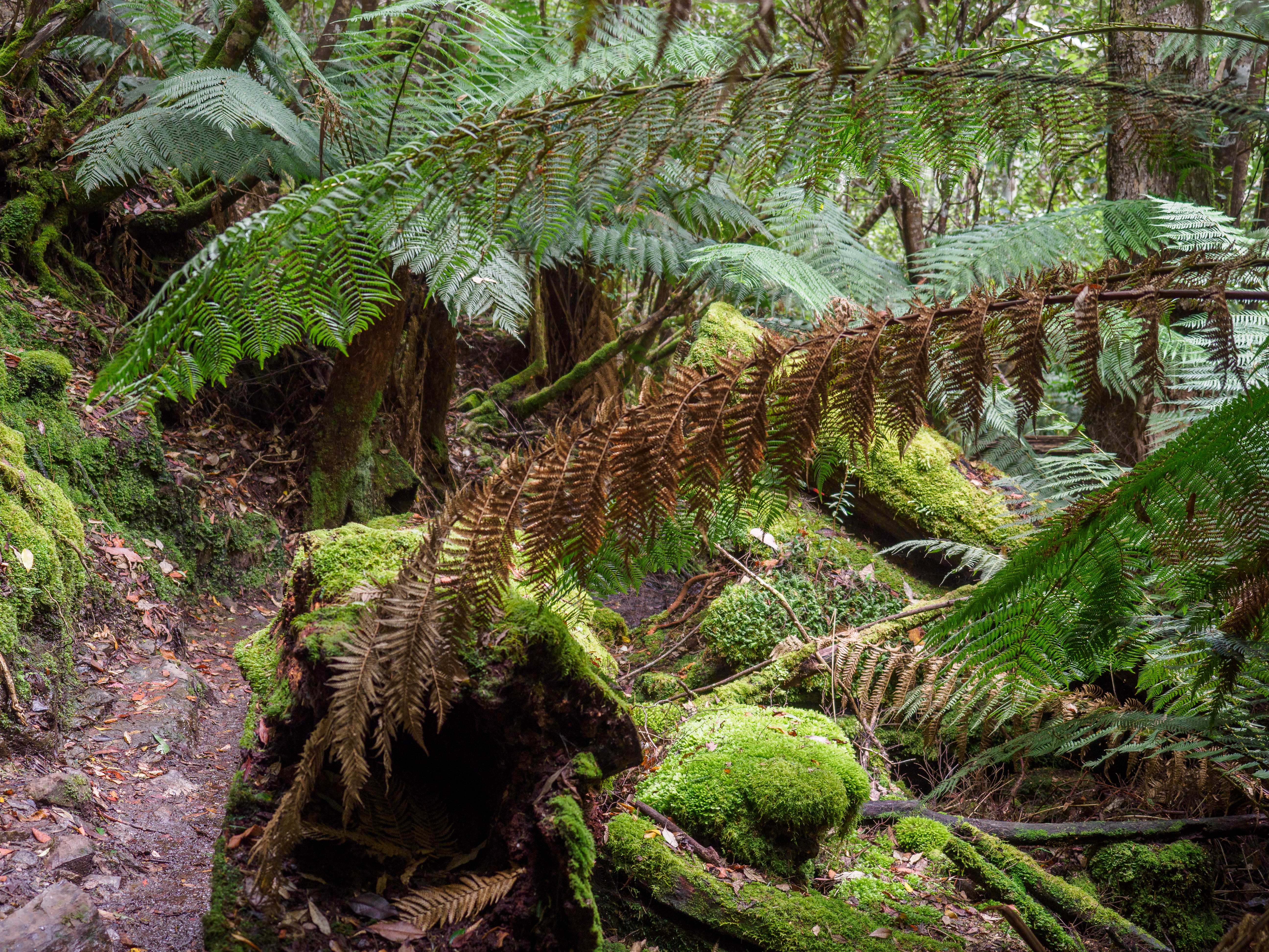 Myrtle Gully Valley