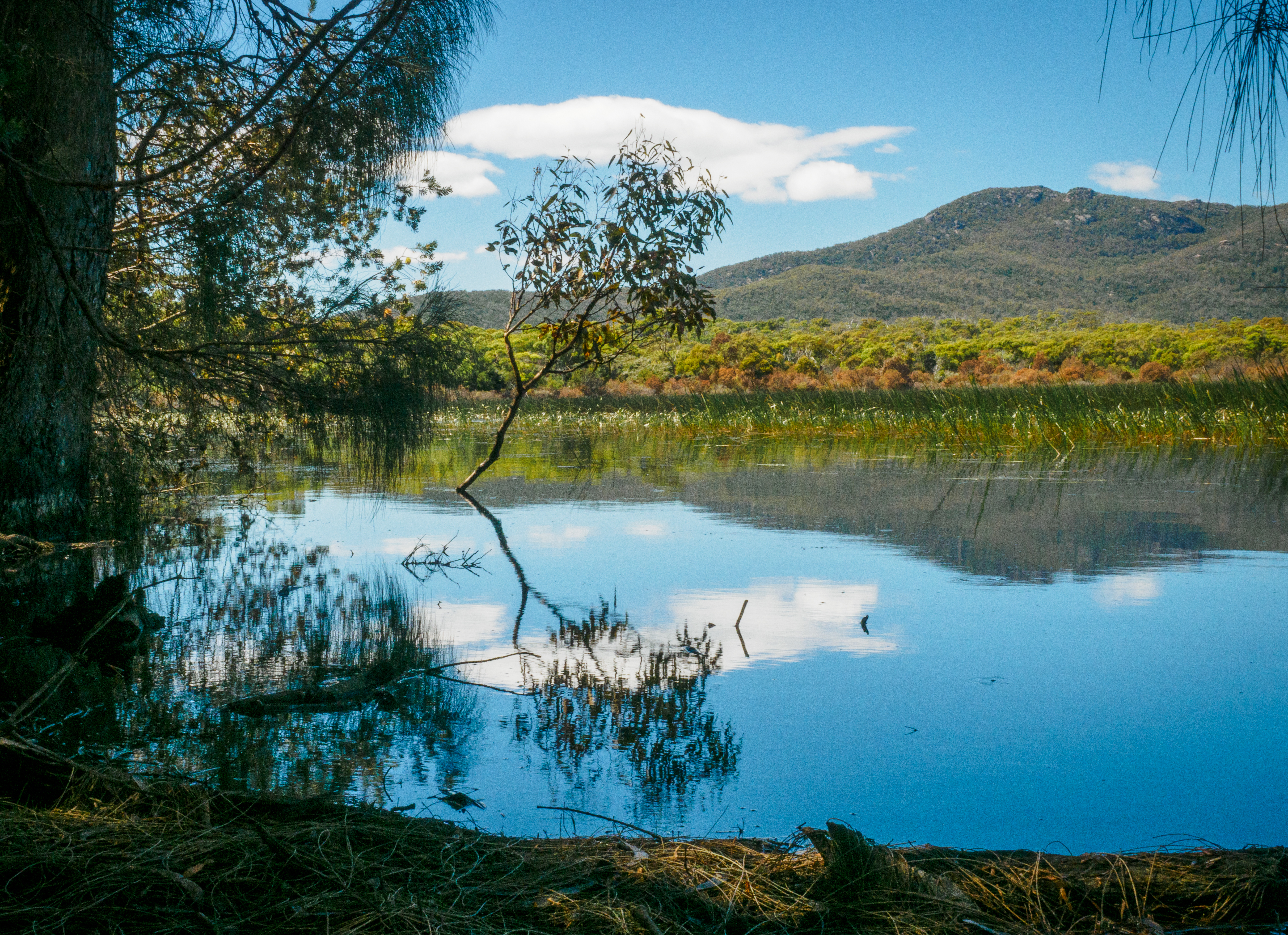 Freycinet