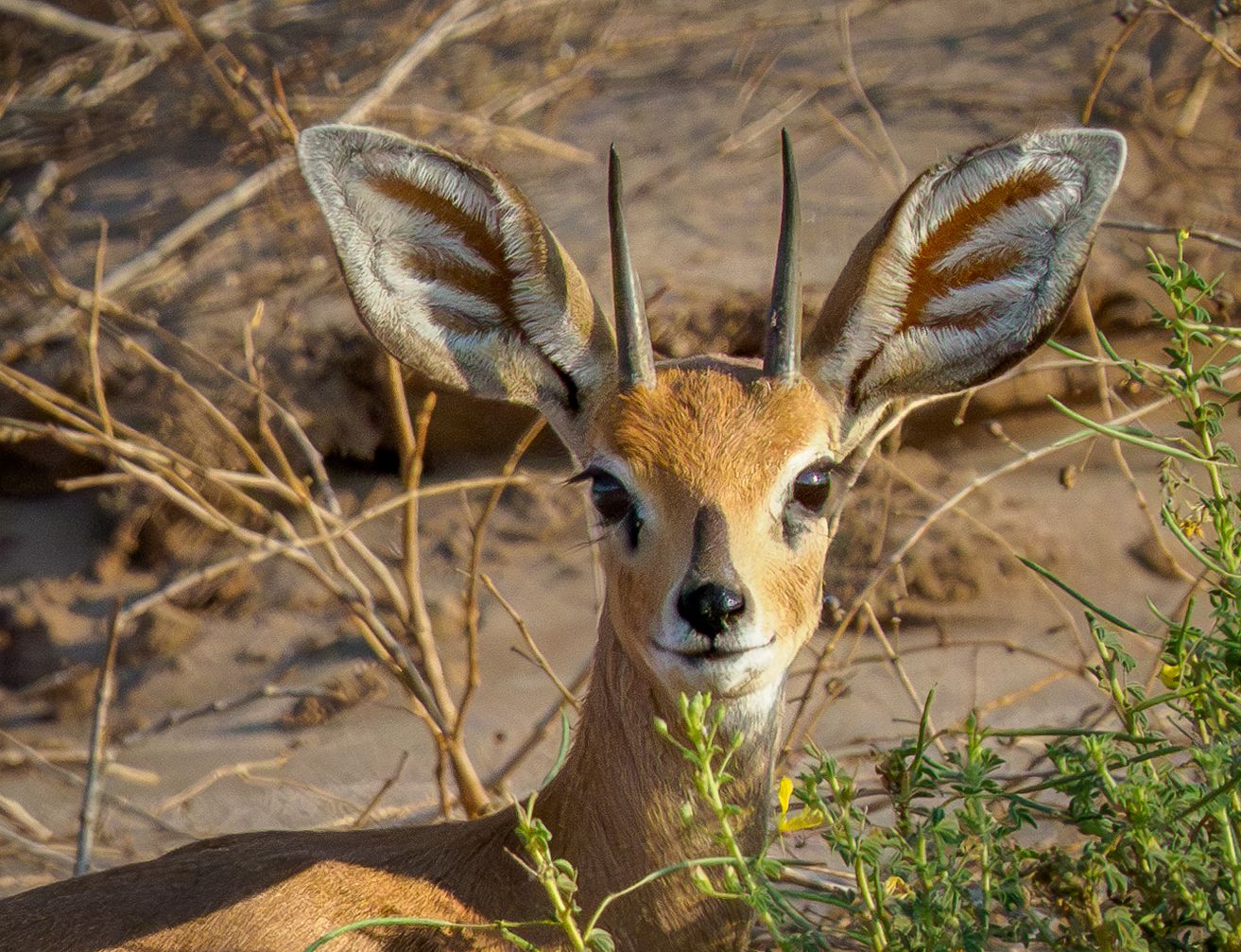Springbok kop