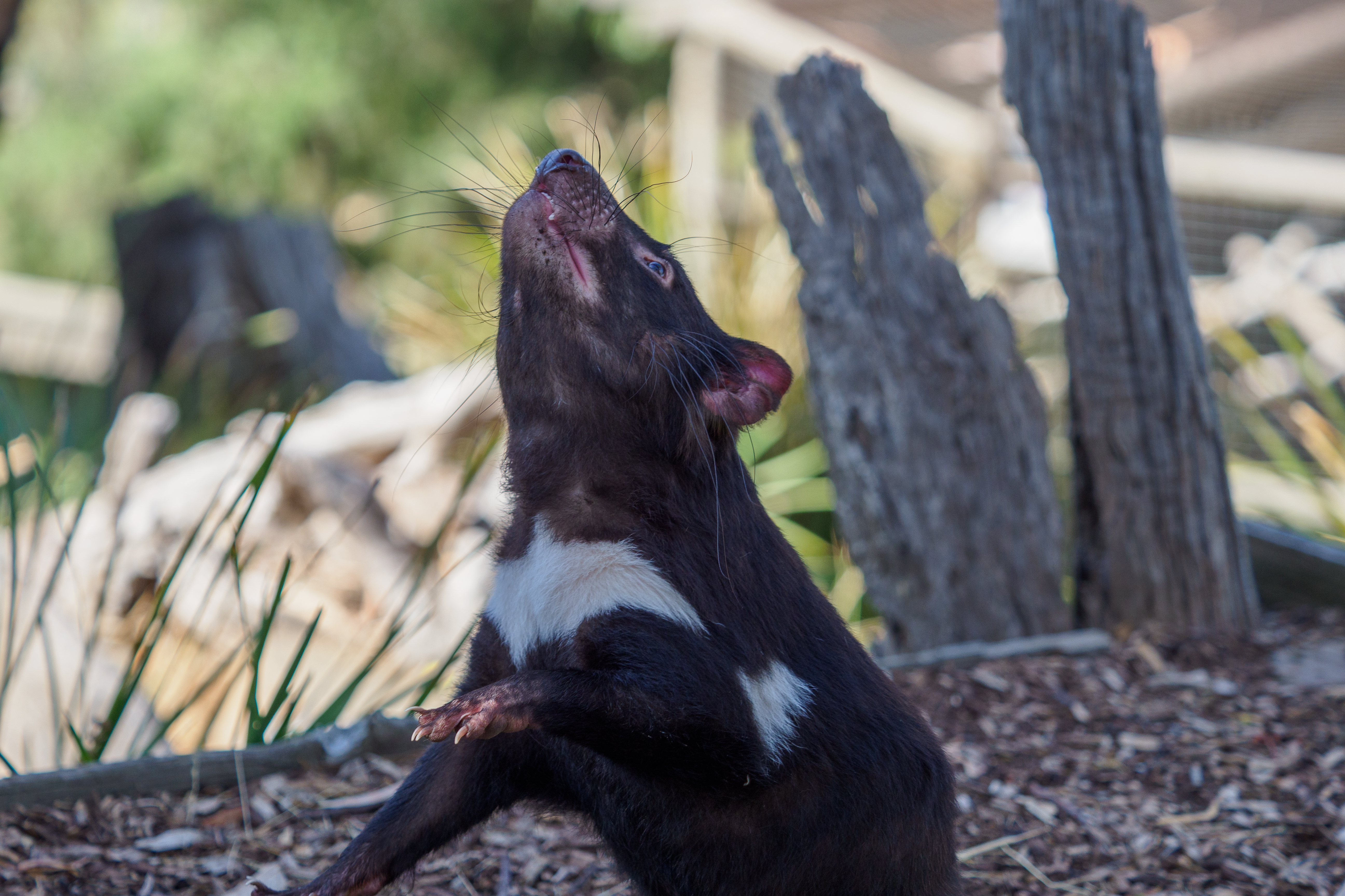 Bonorong Wildlife Sanctuary