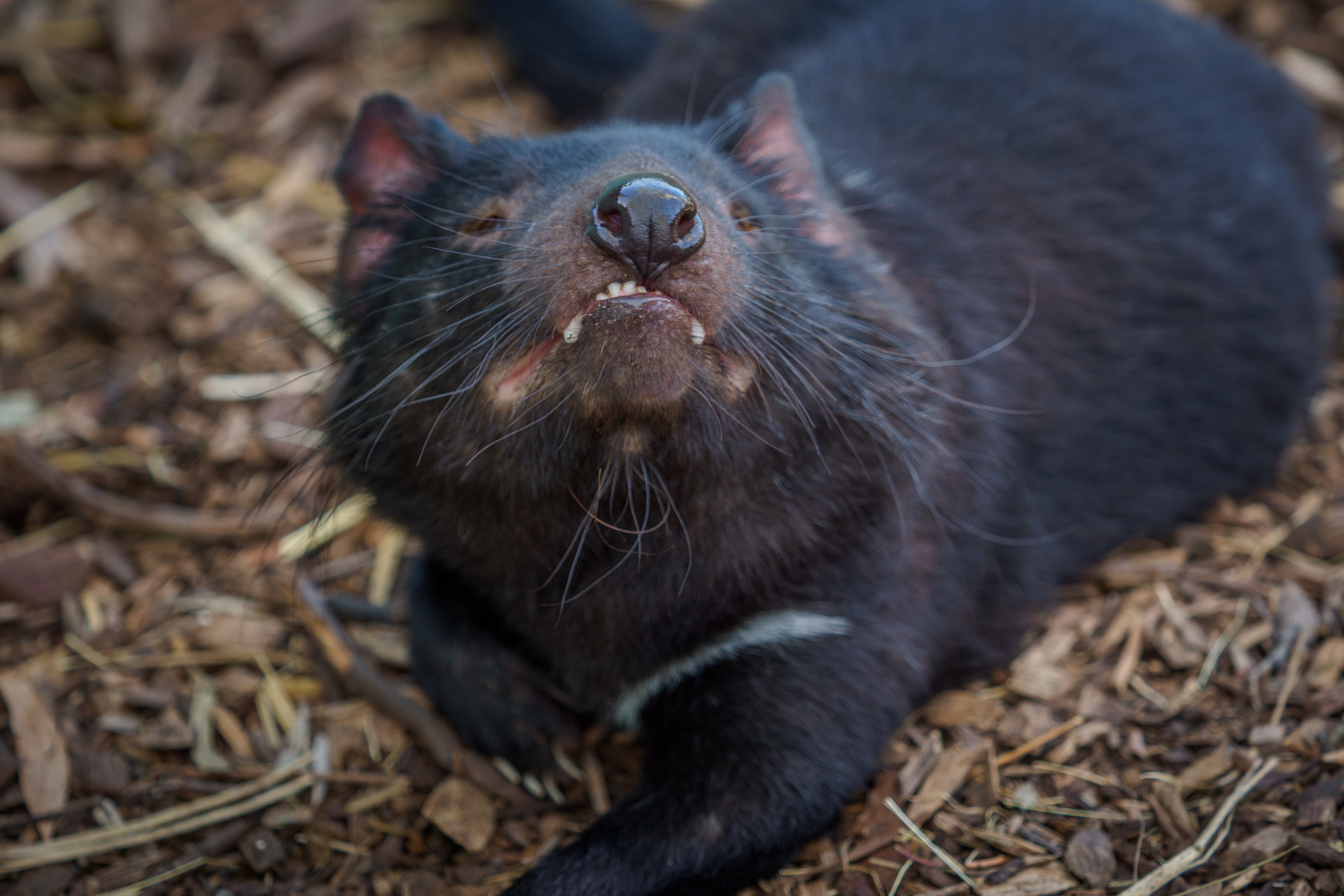 Bonorong Wildlife Sanctuary