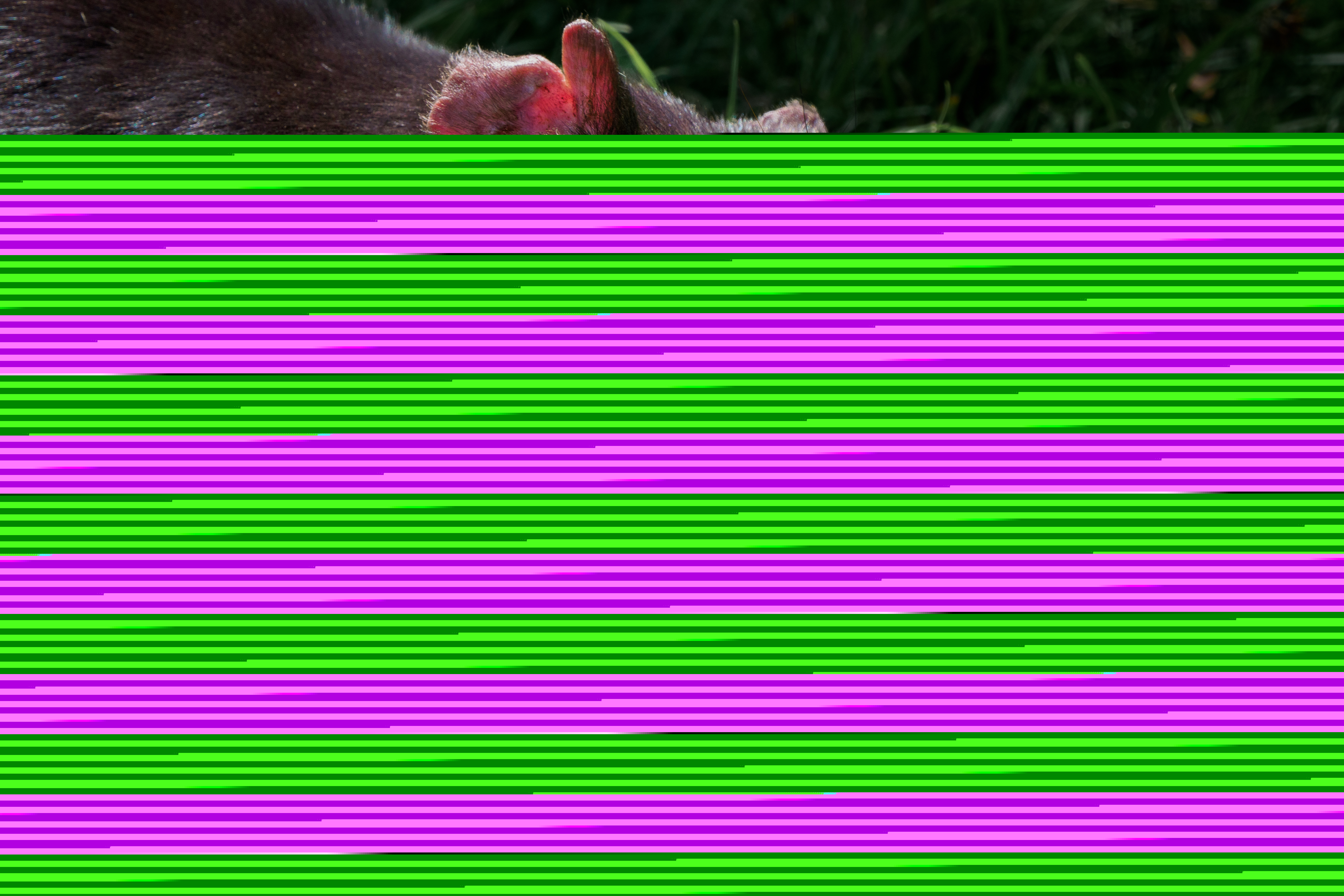 Bicheno