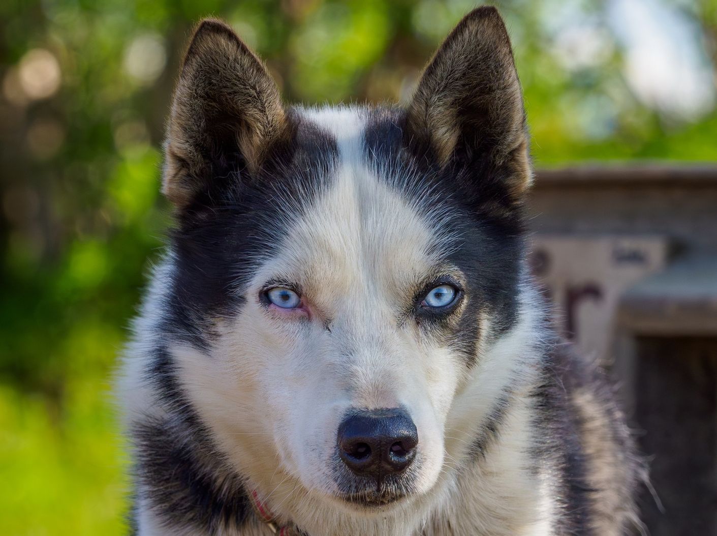 Husky Tromso