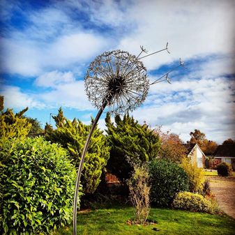 Giant Dandelion