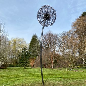Giant Dandilion