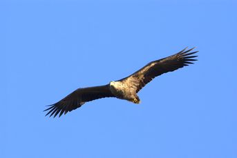 Havørn