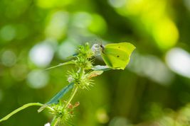 Citronsommerfugl (DE)