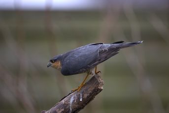 Spurvehøg