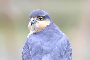 Spurvehøg