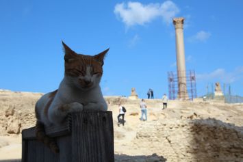 Pompei's søjle - moderne sphinx